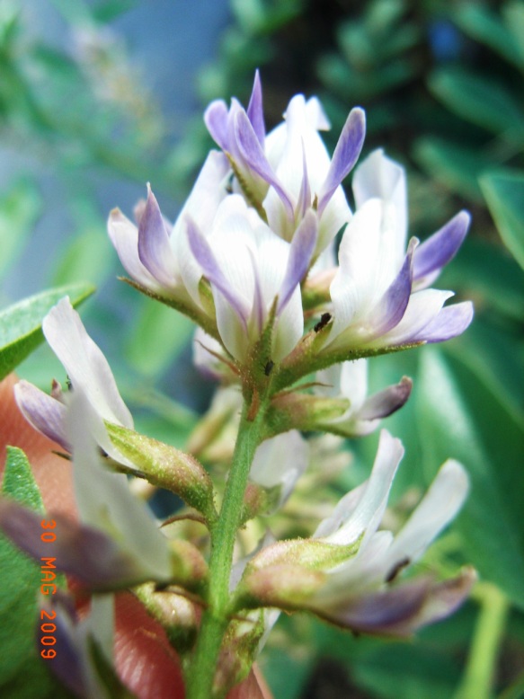 Glycyrrhiza glabra